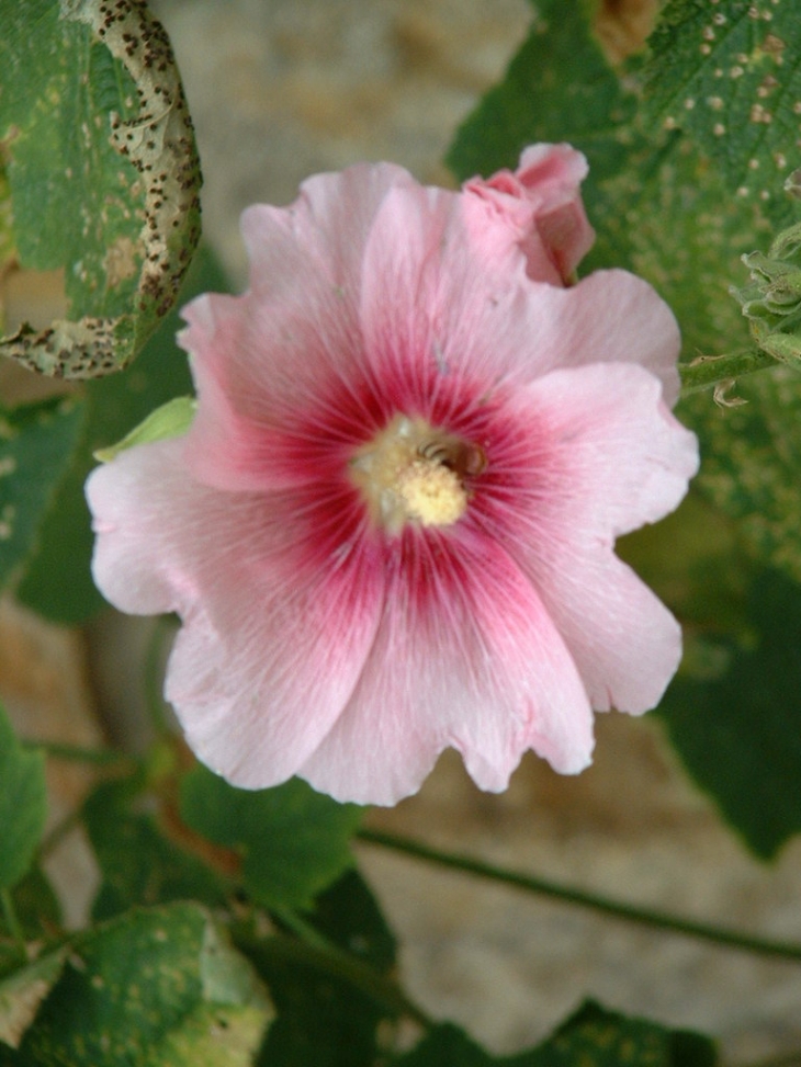 Les Fleurs du Village - Boucieu-le-Roi