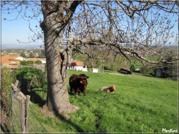 Le bonheur est dans le pré - Félines