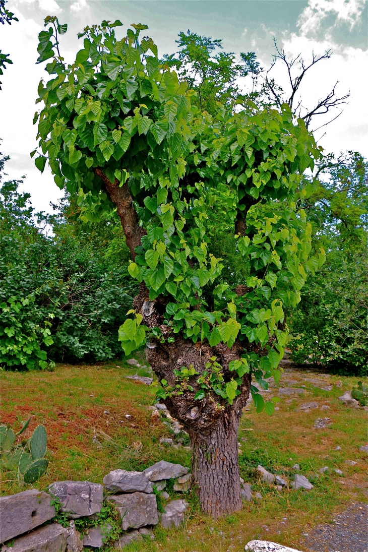 Le mûrier blanc - Labastide-de-Virac