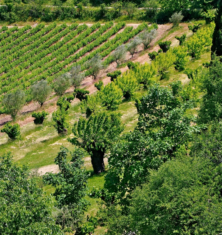 Le mûrier blanc - Labastide-de-Virac