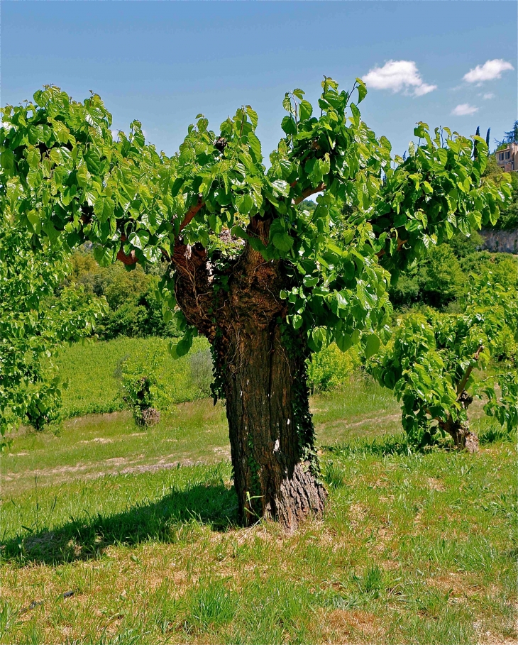 Le mûrier blanc - Labastide-de-Virac