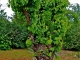 Photo suivante de Labastide-de-Virac Le mûrier blanc