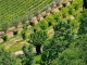 Photo suivante de Labastide-de-Virac Le mûrier blanc