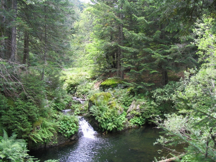 Foret de Bauzon, près de Lanarce