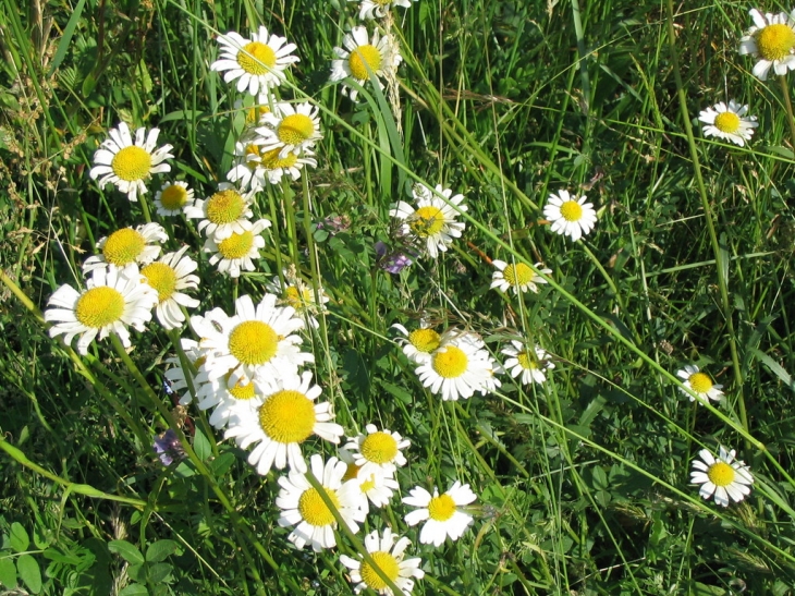 Marguerites en juin, à Lanarce