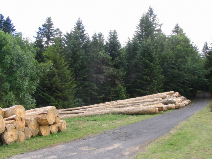 A l'entrée de la forêt, vers le plot des boules - Lanarce