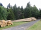 A l'entrée de la forêt, vers le plot des boules