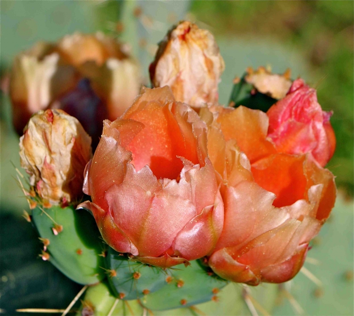 Les cactus du Mas de l'Espaïre - Les Vans