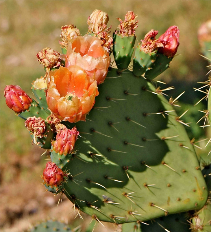 Les cactus du Mas de l'Espaïre - Les Vans