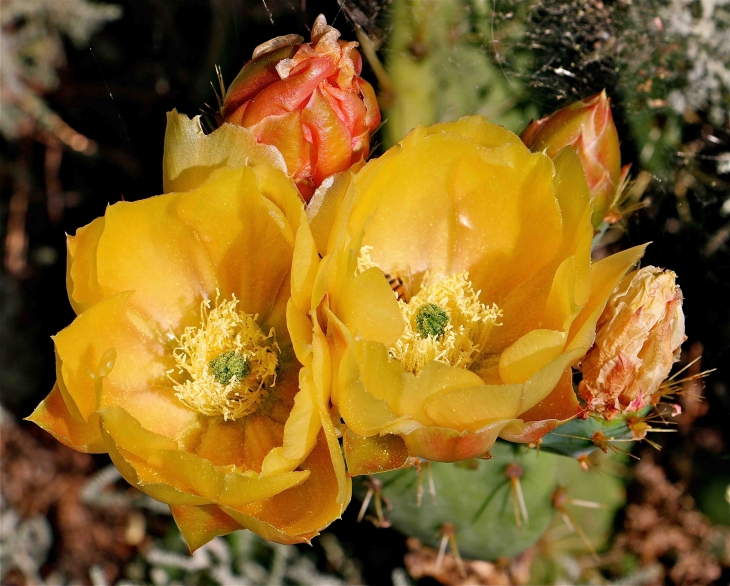 Les cactus du Mas de l'Espaïre - Les Vans