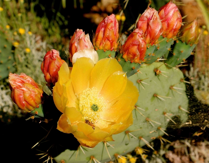 Les cactus du Mas de l'Espaïre - Les Vans