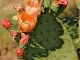 Photo suivante de Les Vans Les cactus du Mas de l'Espaïre