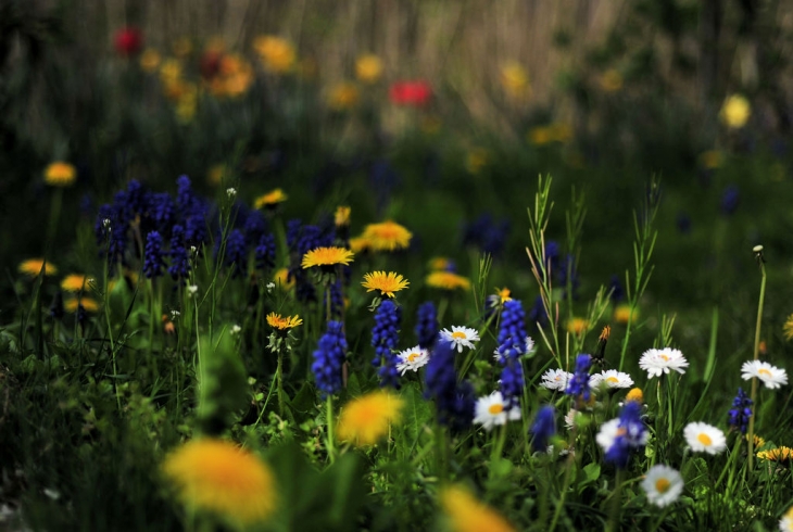 Fleurs au Tracol - Préaux