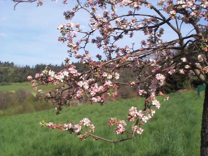 POMMIER EN FLEURS - Saint-Basile