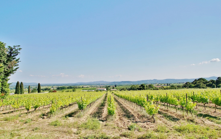 Vignobles - Saint-Marcel-d'Ardèche