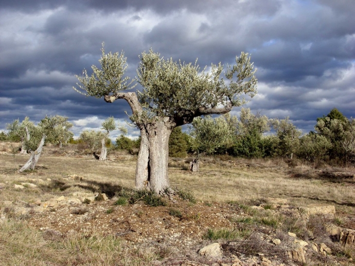 Les oliviers du plateau calcaire - Saint-Paul-le-Jeune