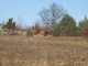 Photo suivante de Saint-Remèze vaches aubrac de Pastroux