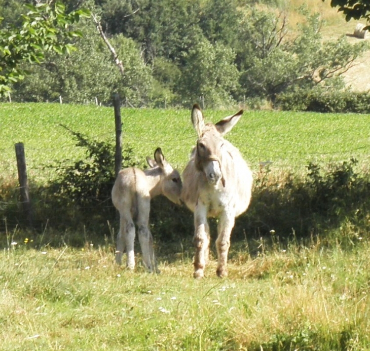 élevage d'ânes Hameau Deyras - Saint-Victor