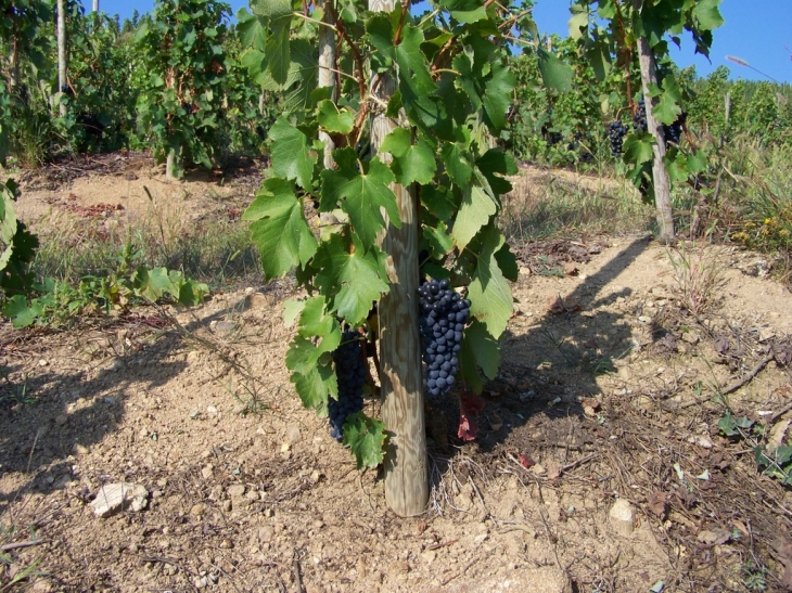 Un cep de syrah (St joseph) - Serrières