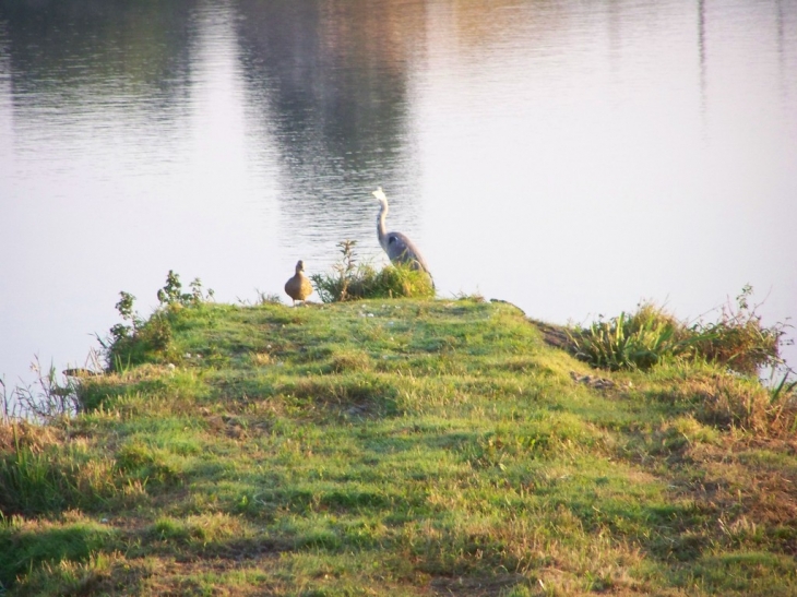 Heron et canard - Serrières