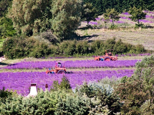 Recolte de la Lavande à Grignan