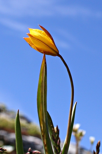 Tulipe sauvage - La Chapelle-en-Vercors