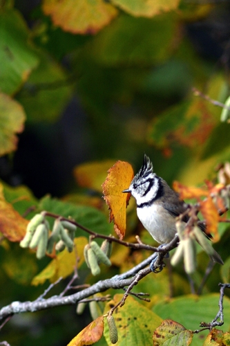 Mésange huppé - La Chapelle-en-Vercors