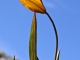 Photo suivante de La Chapelle-en-Vercors tulipe sauvage