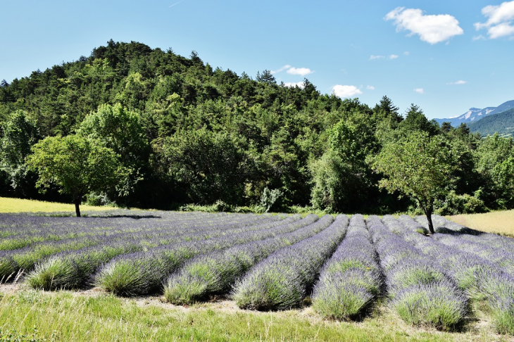 Champ de Lavande - Laval-d'Aix