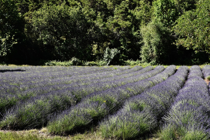 Champ de Lavande - Laval-d'Aix