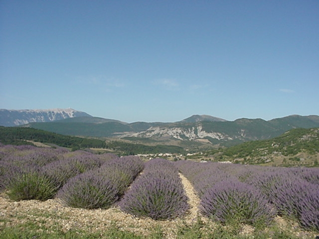 Sous les lavandes Mévouillon à gauche le Ventoux