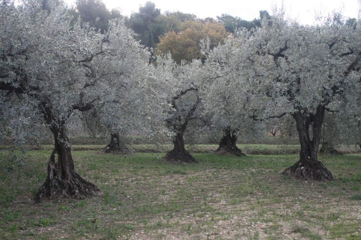 L'arbre roi!!! - Nyons