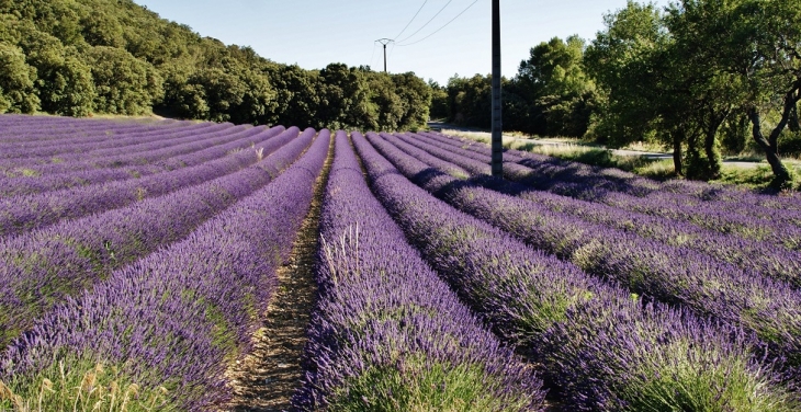 Le Village ( Champ de Lavande ) - Rousset-les-Vignes