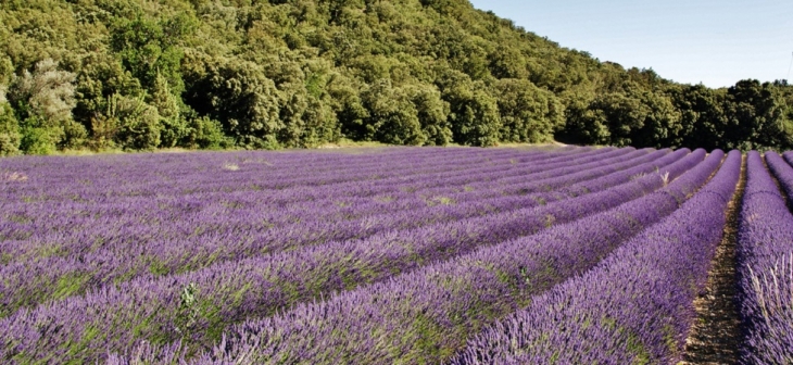 Le Village ( Champ de Lavande ) - Rousset-les-Vignes