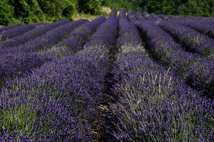 Champ de lavandes - Teyssières