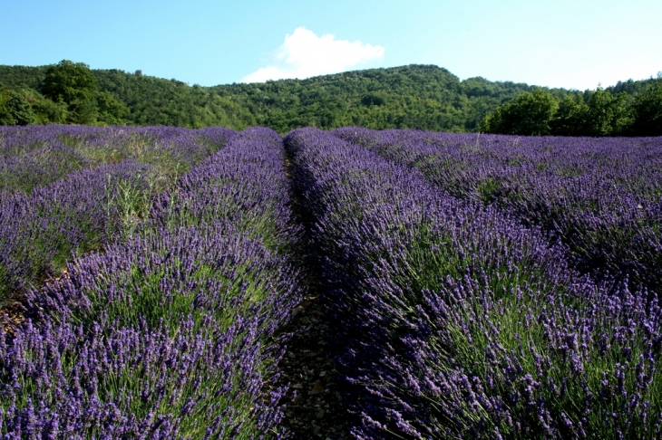 Champ de lavandes - Teyssières