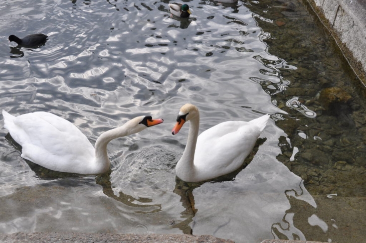 Cygnes du Lac d'Annecy