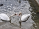 Cygnes du Lac d'Annecy