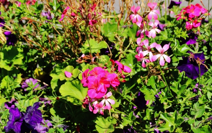 Fleurs - Châtillon-sur-Cluses