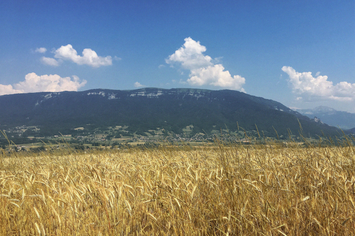 Le_Semnoz_vu_depuis_un_champ_de_blé_au_sommet_de_colline_d'Héry-Sur-Alby