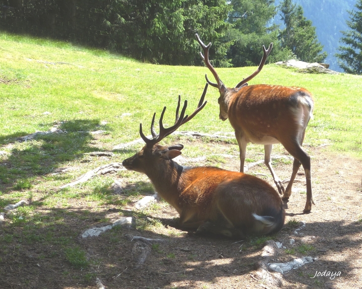 Les Houches. Cerfs Sika. 