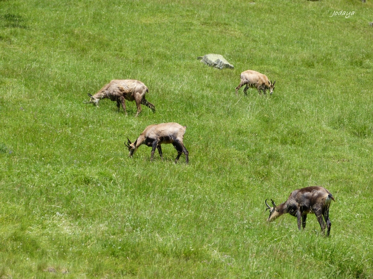 Les Houches. Chamois. 