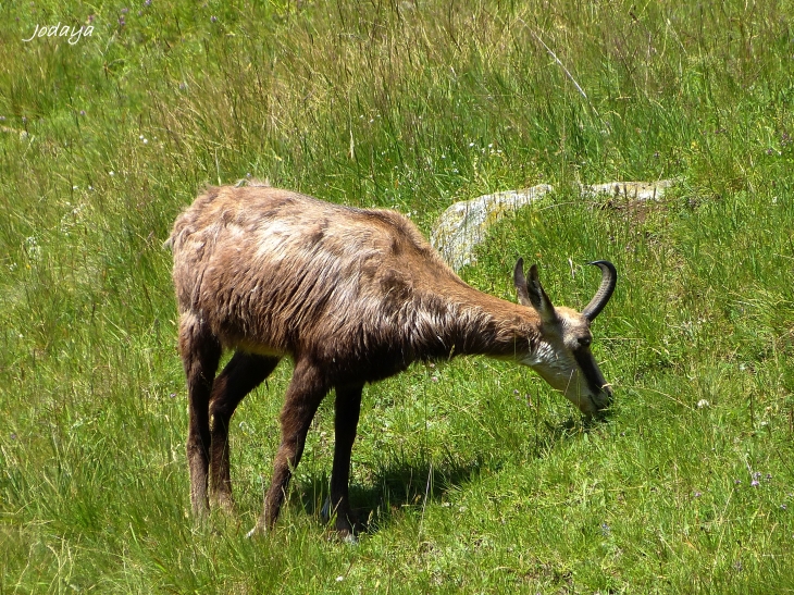 Les Houches. Chamois. 