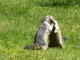 Les Houches. Marmottes. 