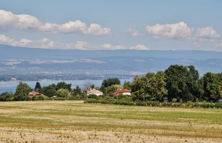 Panorama sur le Lac Léman  - Messery