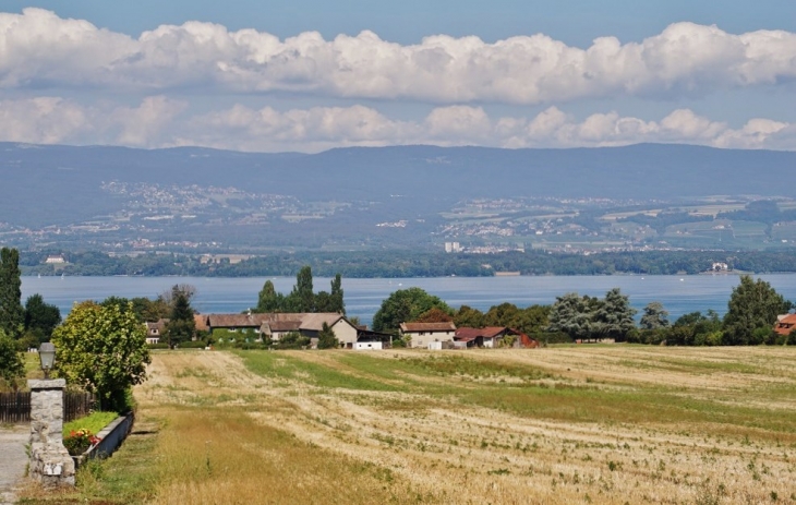 Panorama sur le Lac Léman  - Messery