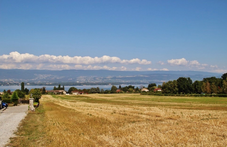 Panorama sur le Lac Léman  - Messery