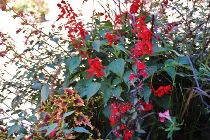 Fleurs - Saint-Gervais-les-Bains