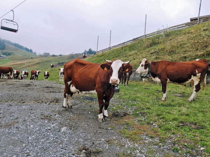 Samoens 1600 : pâturage sur les pistes - Samoëns