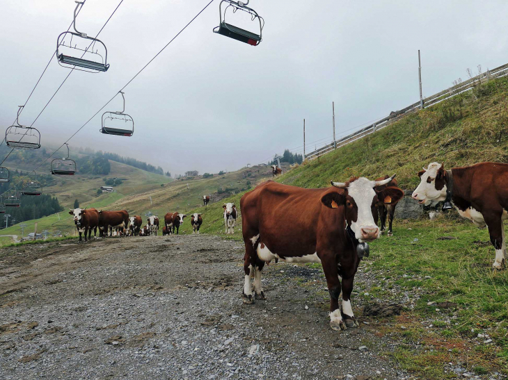 Samoens 1600 : pâturage sur les pistes - Samoëns